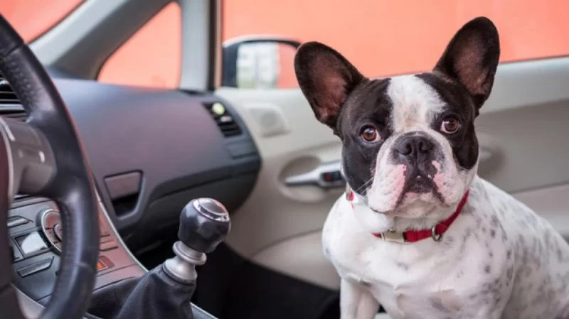 How to Relieve Anxiety in Pets During Travel – Expert Vet Advice for Stress-Free Trips