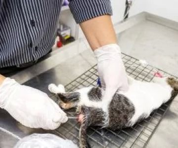 How to Recognize and Treat Pet Feline GI Hemorrhage – Expert Veterinary Guide