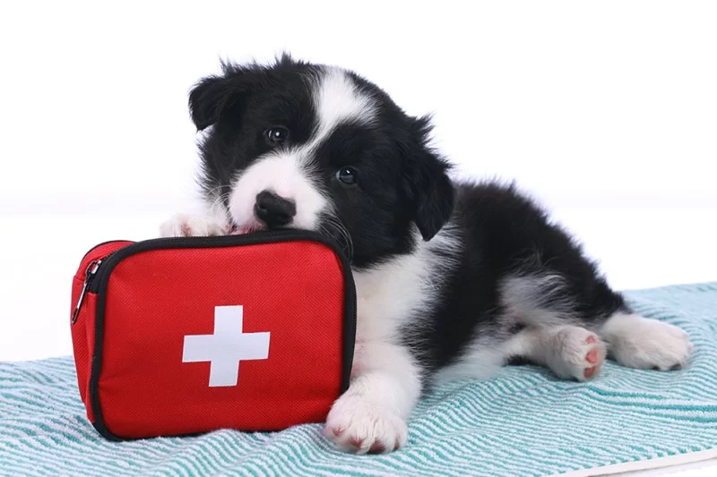 Home First Aid for Pets: What to Do Before You See a Vet