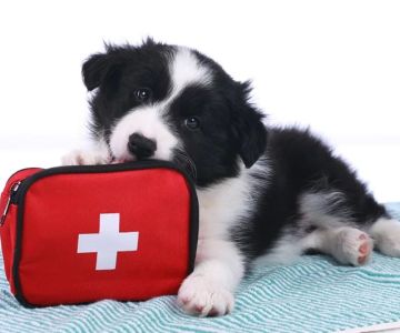 Home First Aid for Pets: What to Do Before You See a Vet