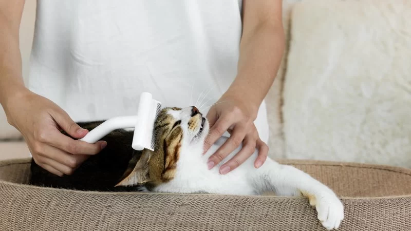 How to Reduce Pet Shedding Seasonally – Expert Grooming and Nutrition Tips