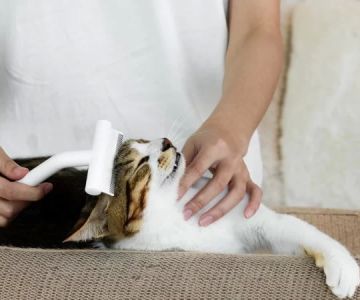 How to Reduce Pet Shedding Seasonally – Expert Grooming and Nutrition Tips