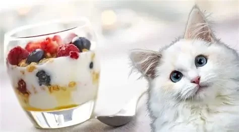 Can Cats Eat Vanilla Yogurt – Safe Treat or Hidden Danger?
