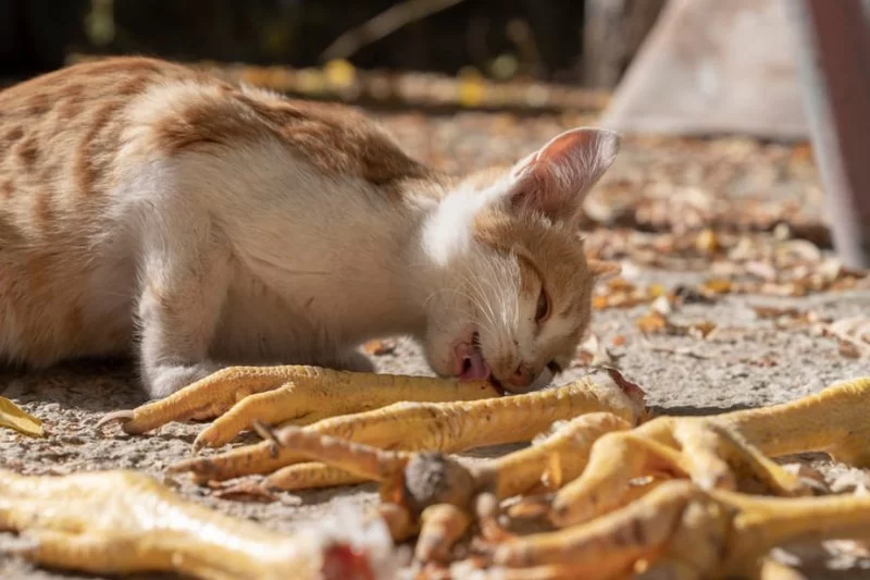 Can Cats Eat Chicken Feet – Benefits, Risks, and Safe Feeding Tips