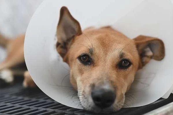 How to Help Pets Post-Urinary Surgery Recover – A Complete Care Guide