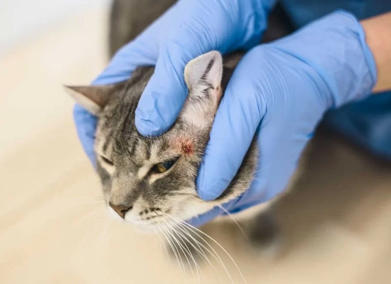How to Recognize and Treat Pet Feline Inflammatory Conditions