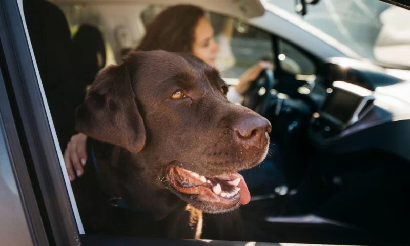 How to Train Dogs to Be Calm During Car Rides