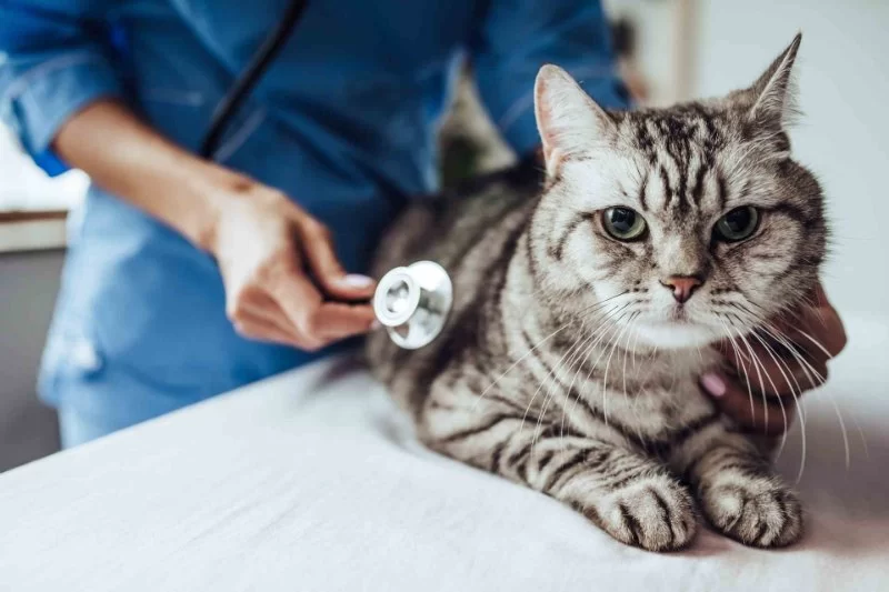 How to Recognize and Treat Pet Feline GI Dysbiosis