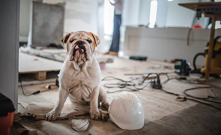 How to Manage Pet Stress During Home Renovations