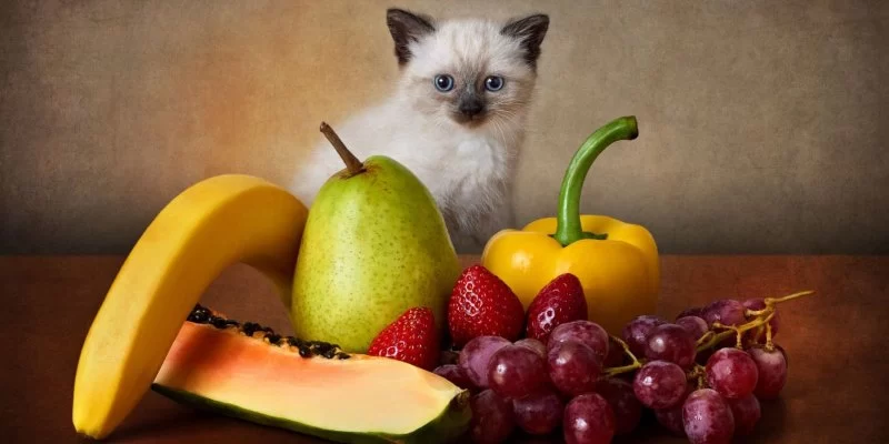 Can Cats Eat Fruit Salad? Safe Fruits, Toxic Risks, and Vet-Approved Tips