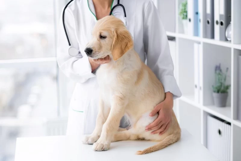 How to Recognize and Treat Pet Giardia or Intestinal Parasites