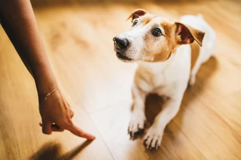 How to Train Dogs to Be Calm in Multi-Pet Homes: Expert Tips and Techniques