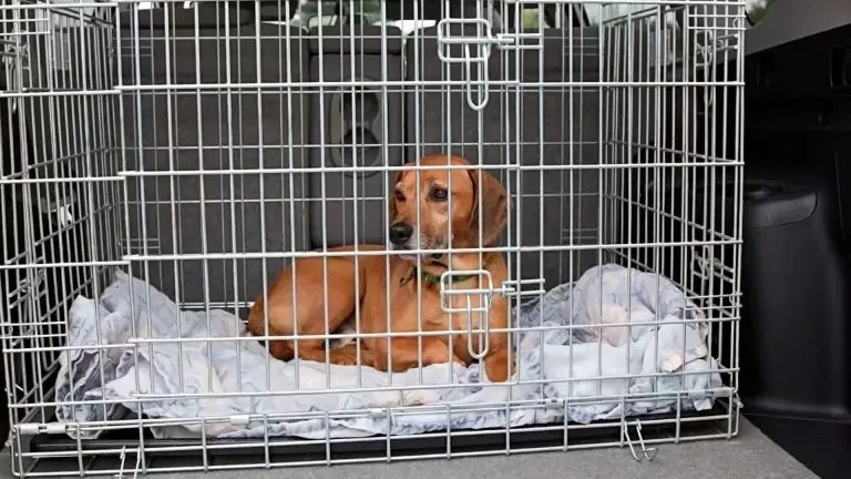 How to Calm an Anxious Dog During Crate Training