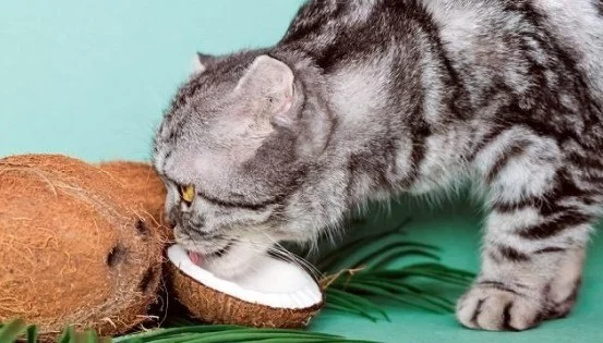 Can Cats Eat Coconut Meat? Exploring the Health Benefits and Risks