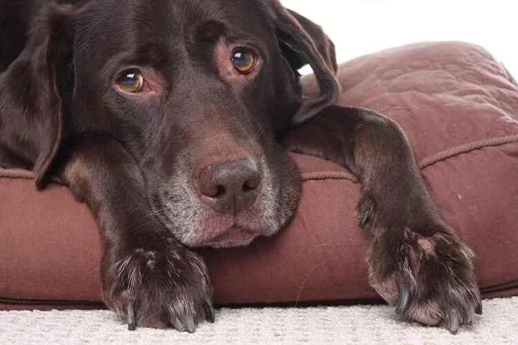 How to Recognize and Treat Anxiety in Elderly Pets