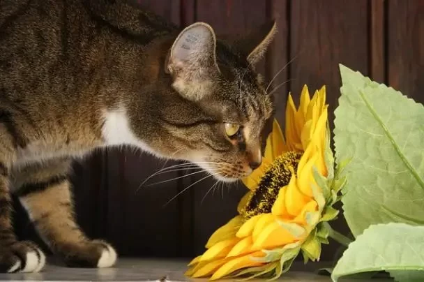 Can Cats Eat Sunflower Seeds? A Complete Guide for Pet Owners