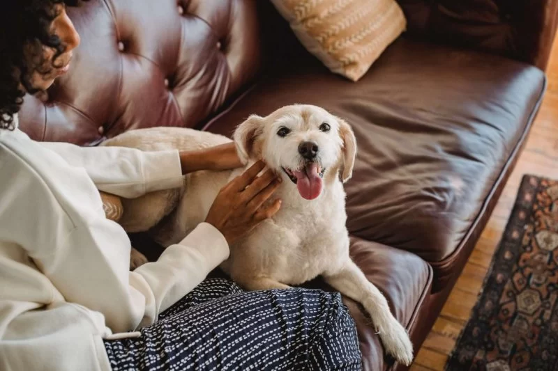 First-Time Pet Owner Guide What to Know Before Bringing One Home