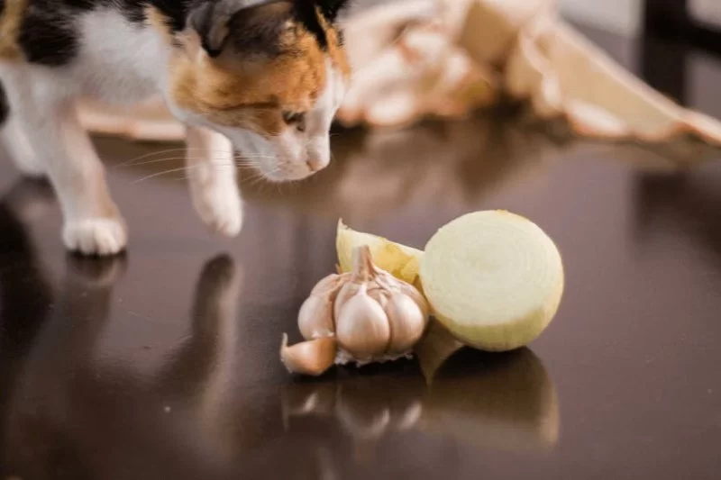 Can Cats Eat Onions? What Every Cat Owner Should Know About Onion Toxicity