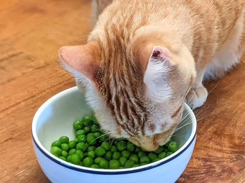 Can Cats Eat Green Peas? Safe Treats and Dietary Tips for Your Feline Friend