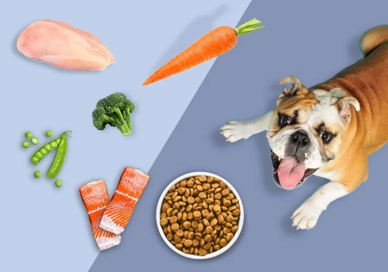 How to Help Pets with Chronic GI Disease Adjust Diet for Better Health
