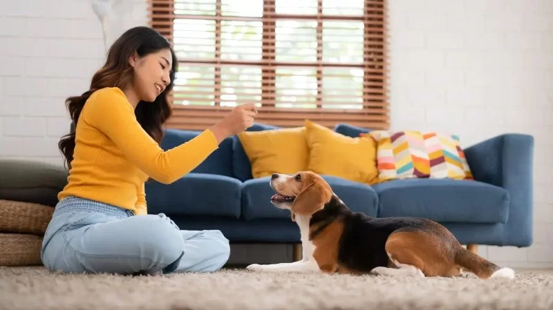 How to Train Dogs to Behave Calmly in the House