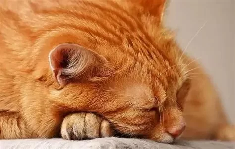 How to Recognize Anxiety in Cats and Identify Early Warning Signs