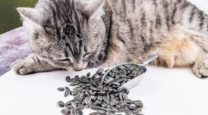 Can Cats Eat Sunflower Seeds? Safety, Risks, and Vet-Approved Guidance