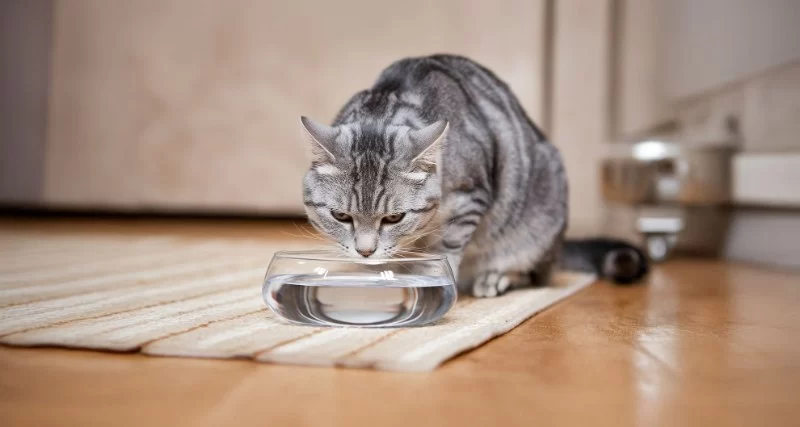 How to Detect Kidney Disease Early in Cats: Key Symptoms and Diagnostic Tips