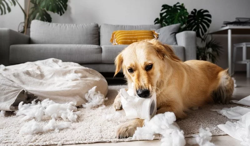 How to Treat Anxiety in Dogs After Adoption: Practical Tips and Insights