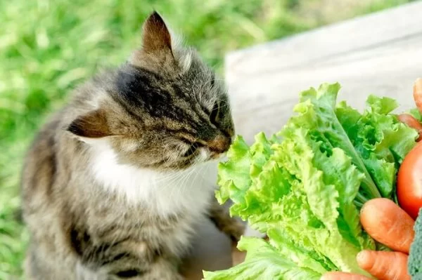 What Vegetables Can Cats Eat? A Complete Guide for Cat Owners