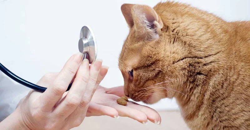 How to Make Vet Visits Less Stressful for Cats: Practical Tips That Truly Help