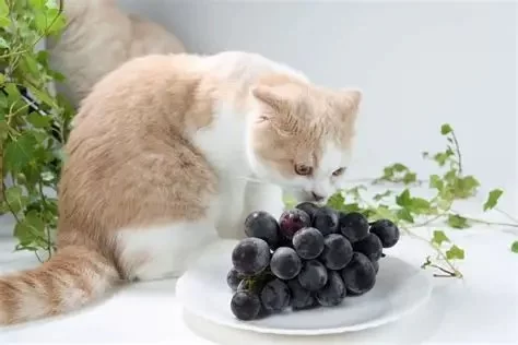 Can Cats Eat Grapes or Raisins? What Pet Owners Need to Know