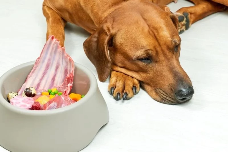 How to Help Pets with Chronic GI Disease Adjust Diet Safely
