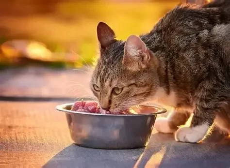 Can Cats Eat Raw Meat: Safety, Nutrition, and Real Experiences