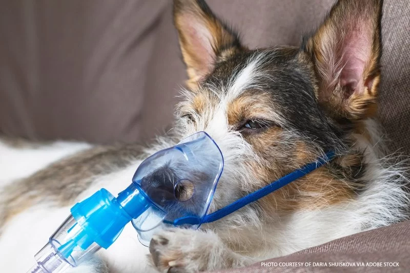 How to Help Pets with Respiratory Disease Manage Life
