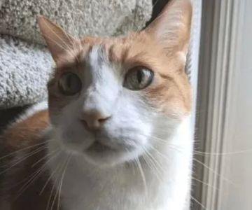 How to Detect Kidney Disease Early in Cats: Signs, Tests, and Care Tips