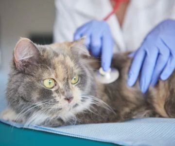 How to Recognize and Treat Pet Feline Neoplasia for Early, Effective Care