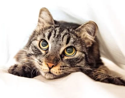 Best Calming Products for Cats With Anxiety