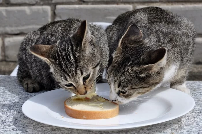 Can Cats Eat Bread Crusts