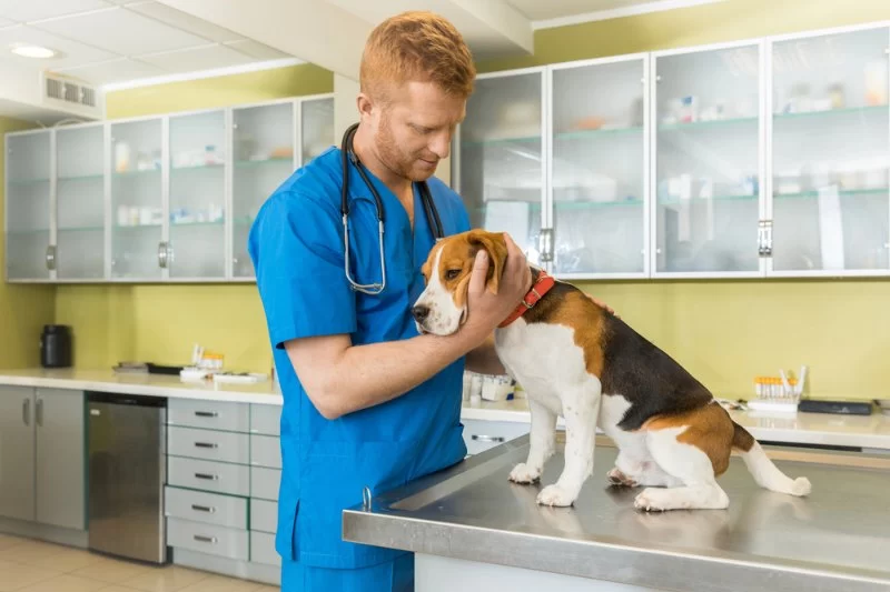 Pet Medical Emergencies: Seizures, Choking, Poison