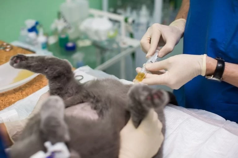 How to Recognize and Treat Feline UTI Recurrence – A Guide for Pet Owners