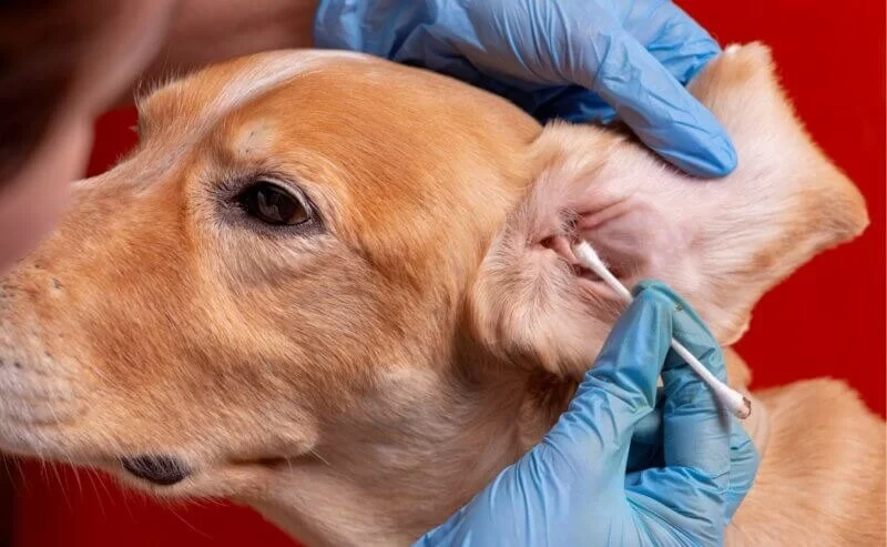 How to Recognize and Treat Pet Ear Mites