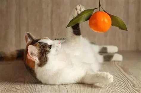 Can Cats Eat Tangerines? – What You Need to Know About Cats and Citrus Fruits