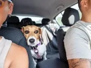 How to Manage Pet Anxiety During Vet Visits — Tips for a Stress-Free Experience