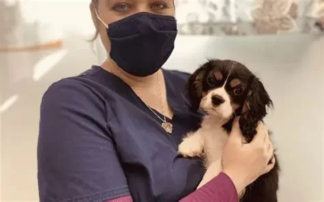 How to Identify Parvovirus Symptoms Early in Dogs