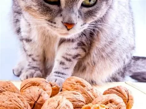 Can Cats Eat Walnuts? Risks and Safe Alternatives for Your Pet