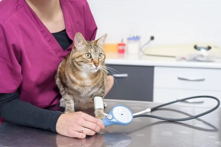 How to Recognize and Treat Pet Feline Hypertension