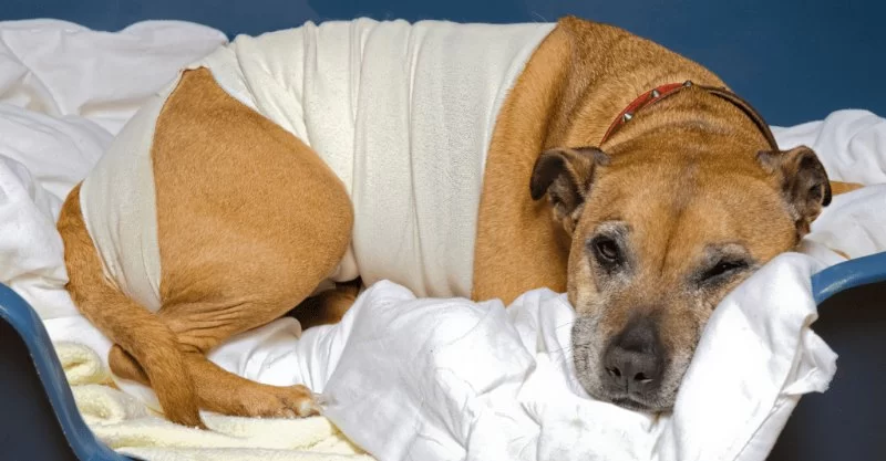 How to Deal with Pet Anxiety After Surgery