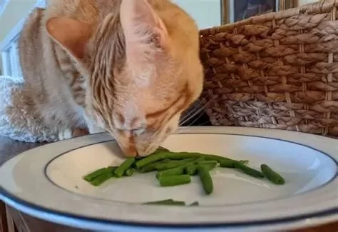 Can Cats Eat Green Beans? Everything You Need to Know