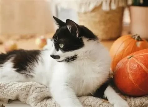 Can Cats Eat Pumpkin Pie? What You Need to Know About Feeding Cats Pumpkin